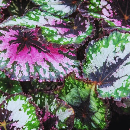 Begonia Rex Chayo - AquaLifeScape