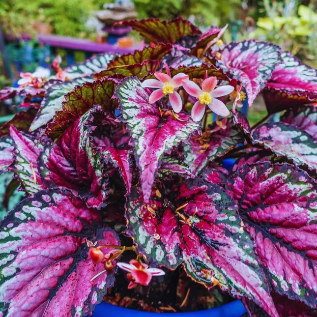 Begonia Rex Chayo - AquaLifeScape