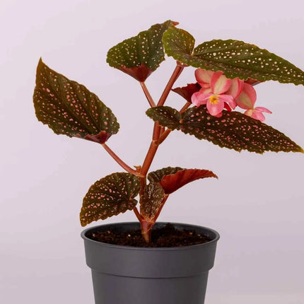 Begonia sp. ‚Hairy Spots‘ - AquaLifeScape