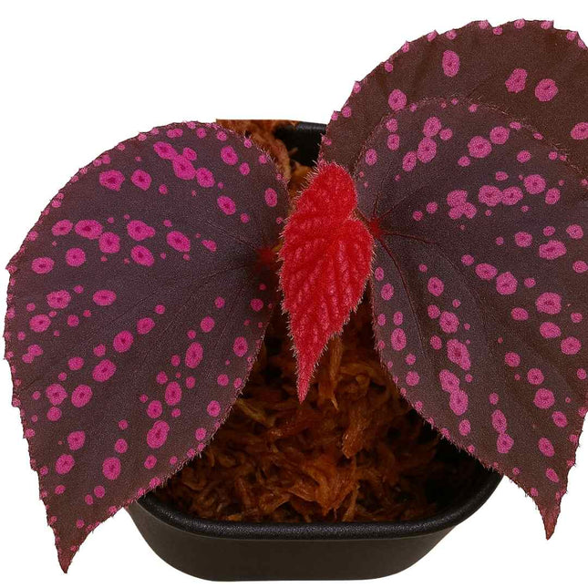 Begonia sp. ‚Hairy Spots‘ - AquaLifeScape
