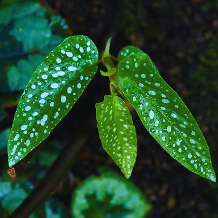 Begonia tamaya - AquaLifeScape