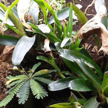 Biophytum sensitivum - AquaLifeScape