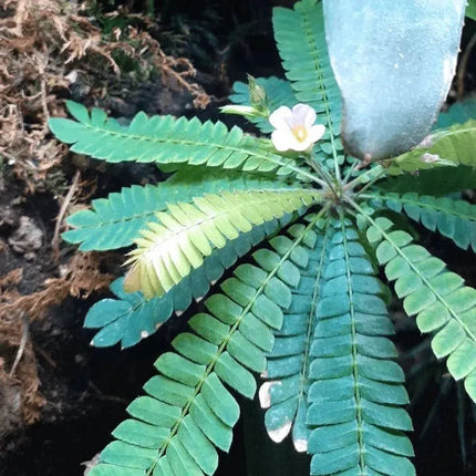 Biophytum sensitivum - AquaLifeScape