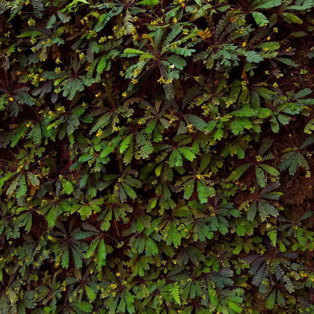 Biophytum sensitivum - AquaLifeScape