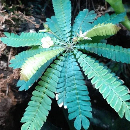 Biophytum sensitivum - AquaLifeScape