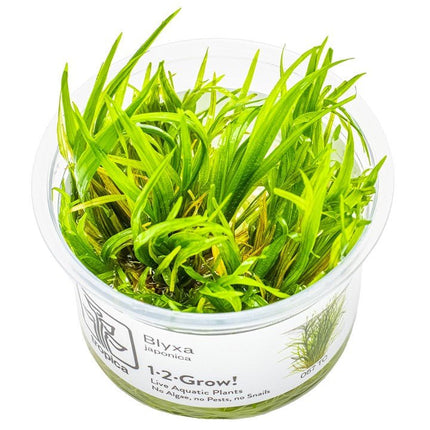Blyxa japonica | In - Vitro - AquaLifeScape