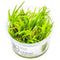 Blyxa japonica | In - Vitro - AquaLifeScape