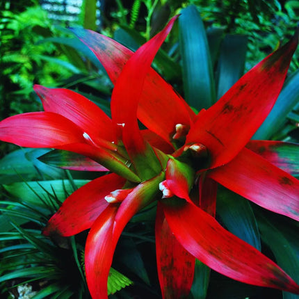 Bromelien Set – Tropische Terrarienpflanzen - AquaLifeScape