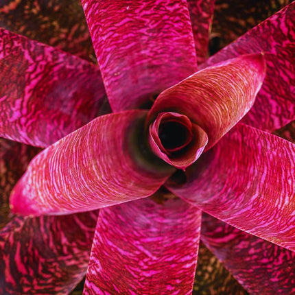 Bromelien Set – Tropische Terrarienpflanzen - AquaLifeScape