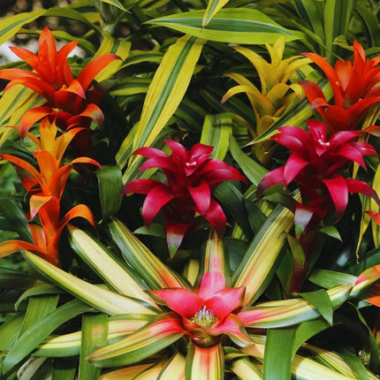 Bromelien Set – Tropische Terrarienpflanzen - AquaLifeScape