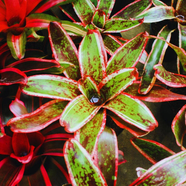 Bromelien Set – Tropische Terrarienpflanzen - AquaLifeScape