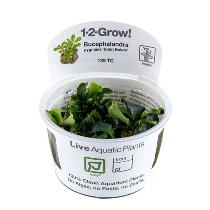 Bucephalandra pygmaea 'Bukit Kalem' | In-Vitro AquaLifeScape