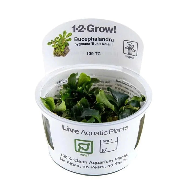 Bucephalandra pygmaea 'Bukit Kalem' | In-Vitro AquaLifeScape