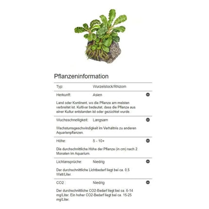 Bucephalandra pygmaea 'Bukit Kalem' | In-Vitro AquaLifeScape