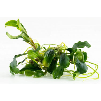 Bucephalandra pygmaea 'Bukit Kalem' | In - Vitro - AquaLifeScape