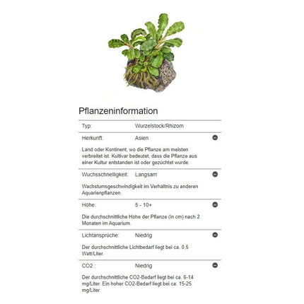 Bucephalandra pygmaea 'Bukit Kalem' | In - Vitro - AquaLifeScape