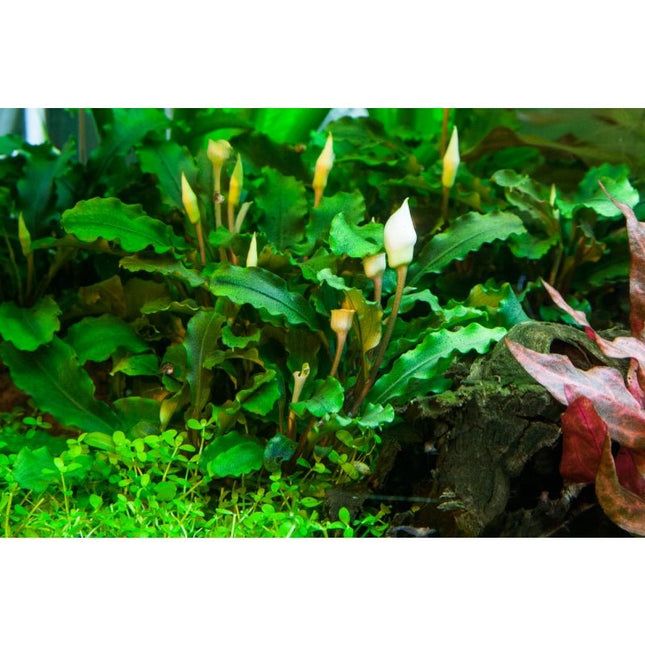 Bucephalandra pygmaea 'Bukit Kalem' | In - Vitro - AquaLifeScape