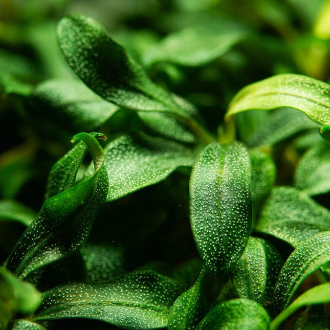 Bucephalandra sp. 'Needle Leaf' | In - Vitro - Tropica - AquaLifeScape