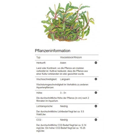 Bucephalandra sp. 'Needle Leaf' | In - Vitro - Tropica - AquaLifeScape