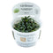 Bucephalandra sp. 'Needle Leaf' | In - Vitro - Tropica - AquaLifeScape