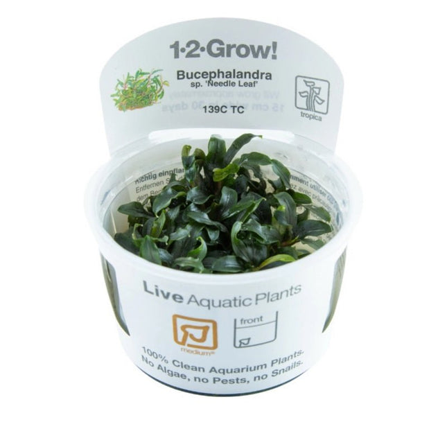 Bucephalandra sp. 'Needle Leaf' | In - Vitro - Tropica - AquaLifeScape