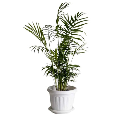 Chamaedorea elegans - AquaLifeScape