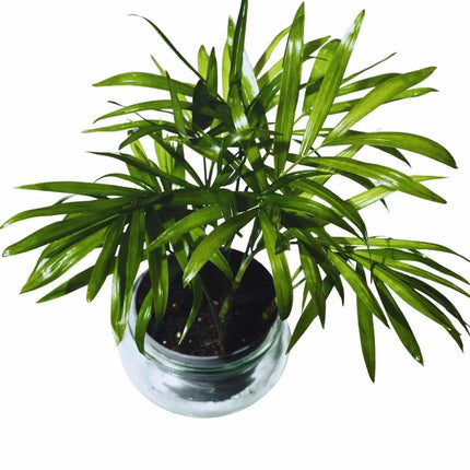 Chamaedorea elegans - AquaLifeScape