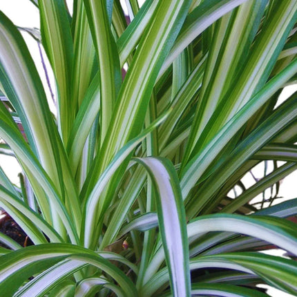 Chlorophytum comosum - AquaLifeScape