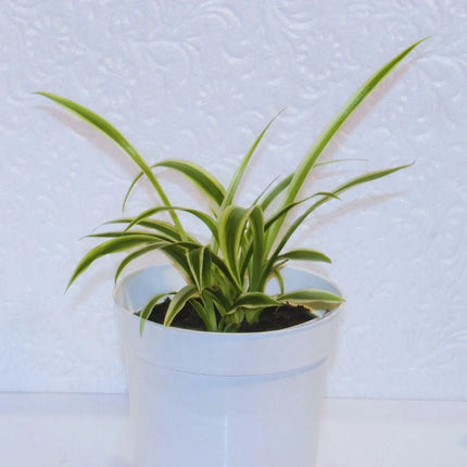 Chlorophytum comosum - AquaLifeScape