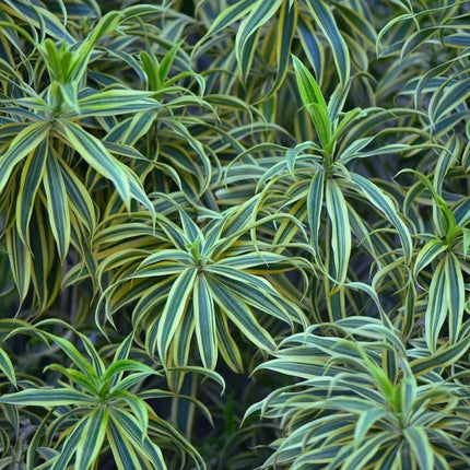 Chlorophytum comosum - AquaLifeScape