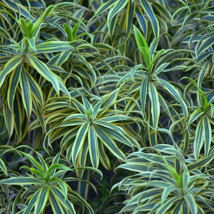 Chlorophytum comosum - AquaLifeScape