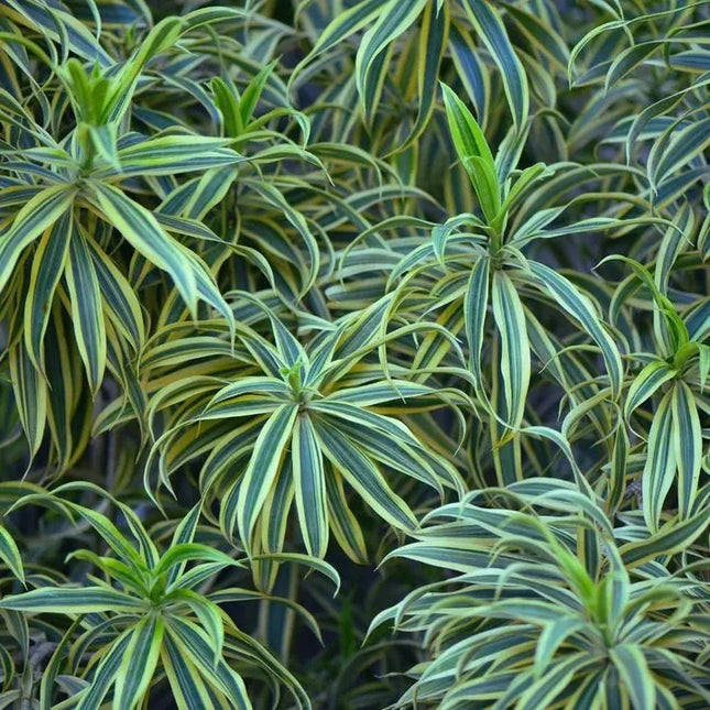 Chlorophytum comosum - AquaLifeScape