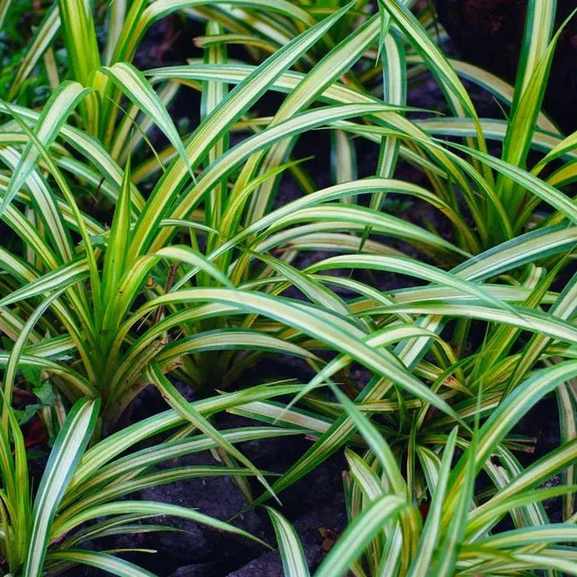 Chlorophytum comosum - AquaLifeScape