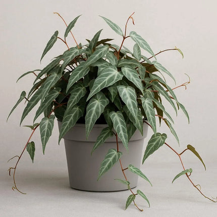 Cissus amazonica - AquaLifeScape