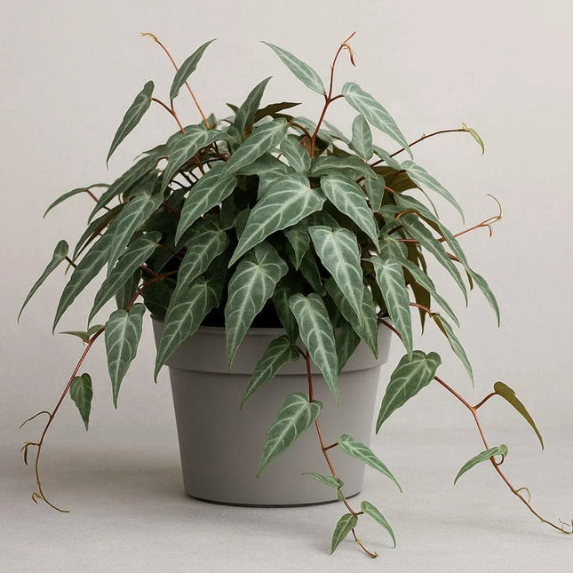 Cissus amazonica - AquaLifeScape