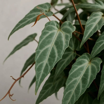 Cissus amazonica - AquaLifeScape