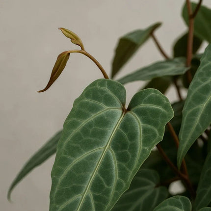 Cissus amazonica - AquaLifeScape