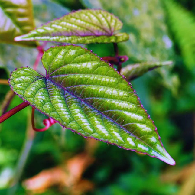 Cissus discolor - AquaLifeScape