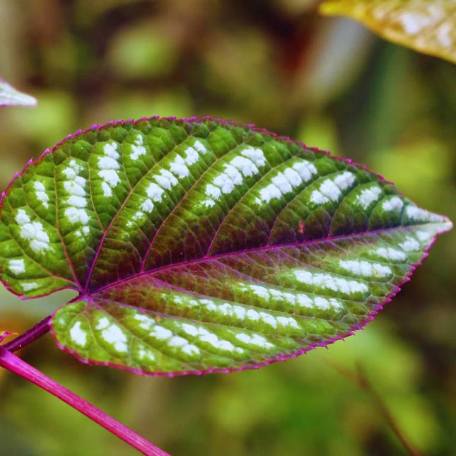 Cissus discolor - AquaLifeScape