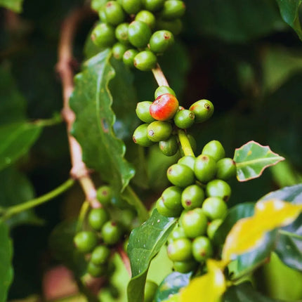 Coffea arabica - AquaLifeScape