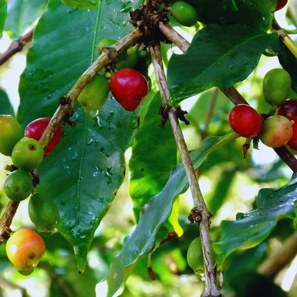 Coffea arabica - AquaLifeScape