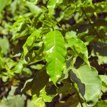 Coffea arabica - AquaLifeScape