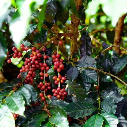 Coffea arabica - AquaLifeScape
