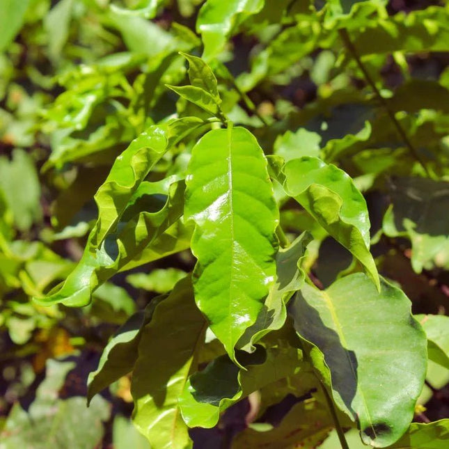 Coffea arabica - AquaLifeScape