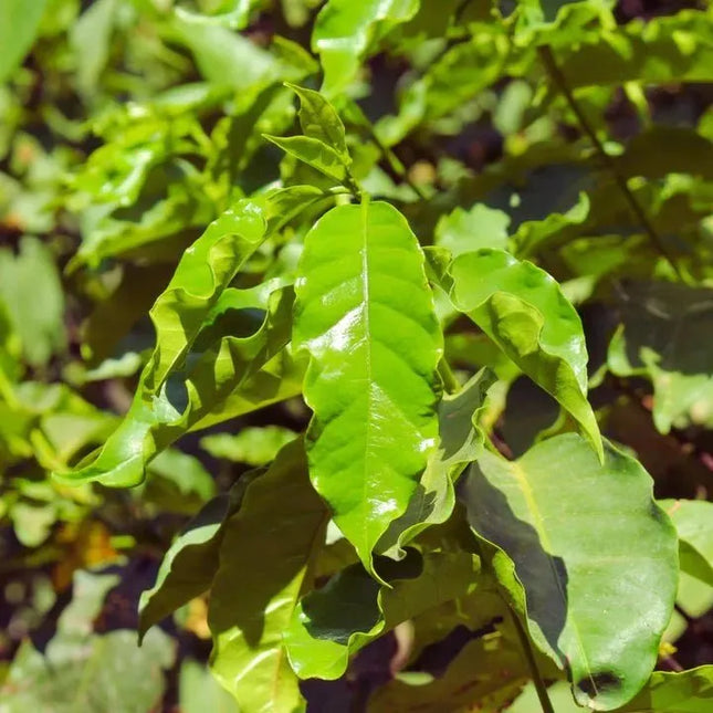 Coffea arabica - AquaLifeScape