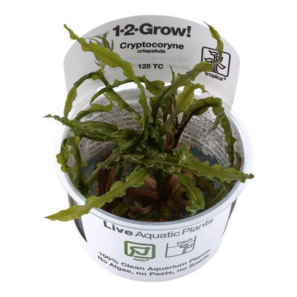 Cryptocoryne crispatula - Genoppter Wasserkelch | In-Vitro AquaLifeScape