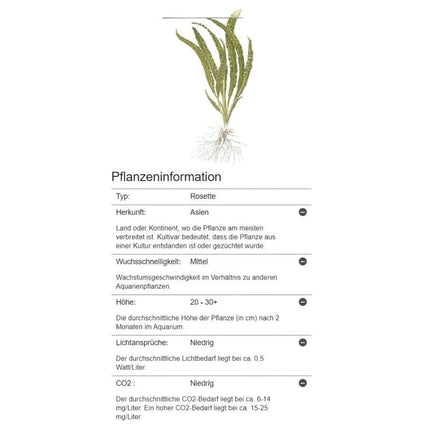 Cryptocoryne crispatula - Genoppter Wasserkelch | In-Vitro AquaLifeScape