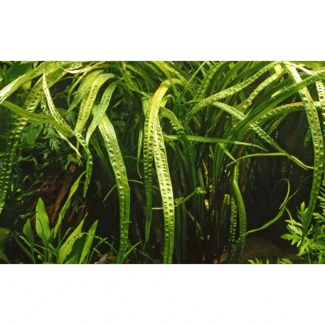 Cryptocoryne crispatula - Genoppter Wasserkelch | In-Vitro AquaLifeScape