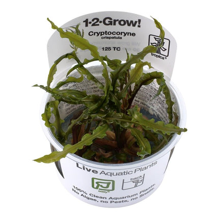 Cryptocoryne crispatula - Genoppter Wasserkelch | In - Vitro - AquaLifeScape