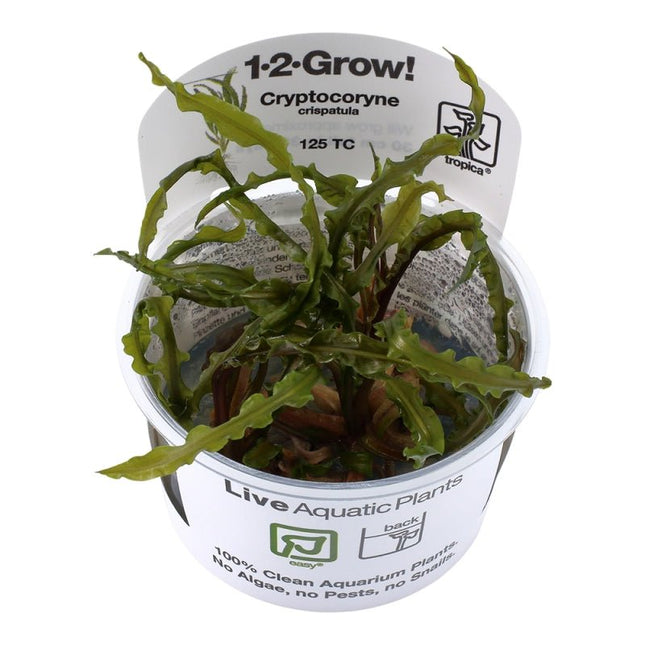Cryptocoryne crispatula - Genoppter Wasserkelch | In - Vitro - AquaLifeScape